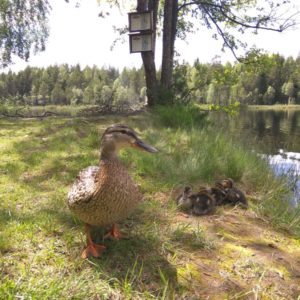 IMG_20170617_150019