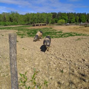 IMG_20190428_094602